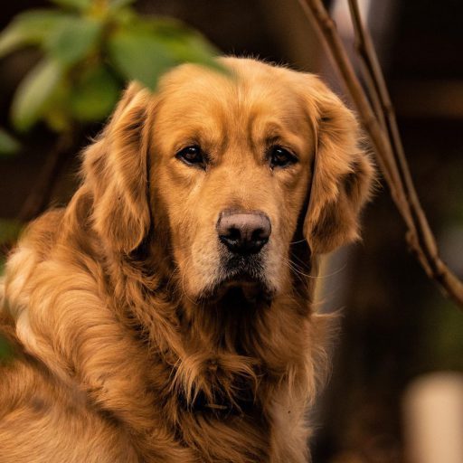 cropped-cropped-cropped-dog-6997211_1280-1.jpg