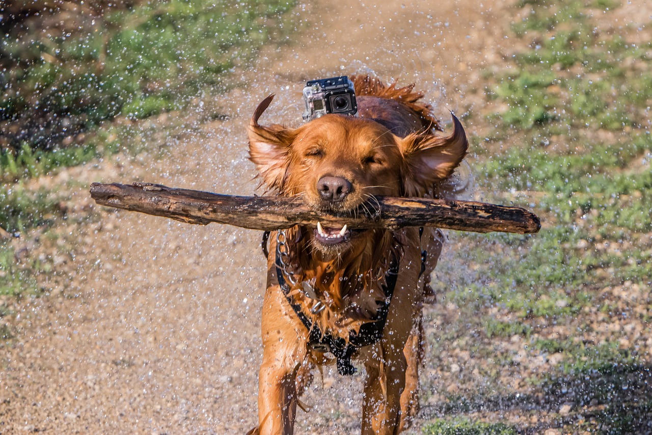 dog-3409747_1280