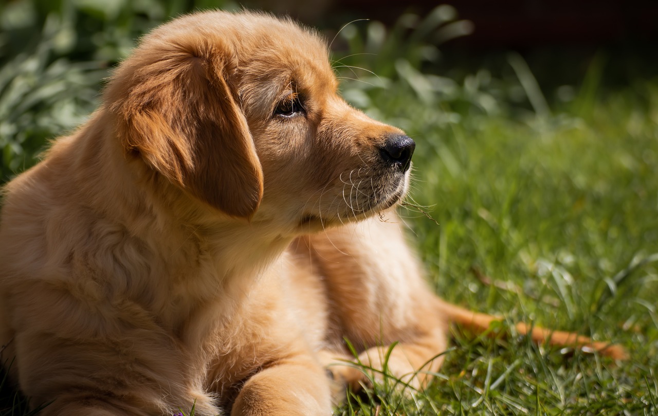 dog-4671215_1280