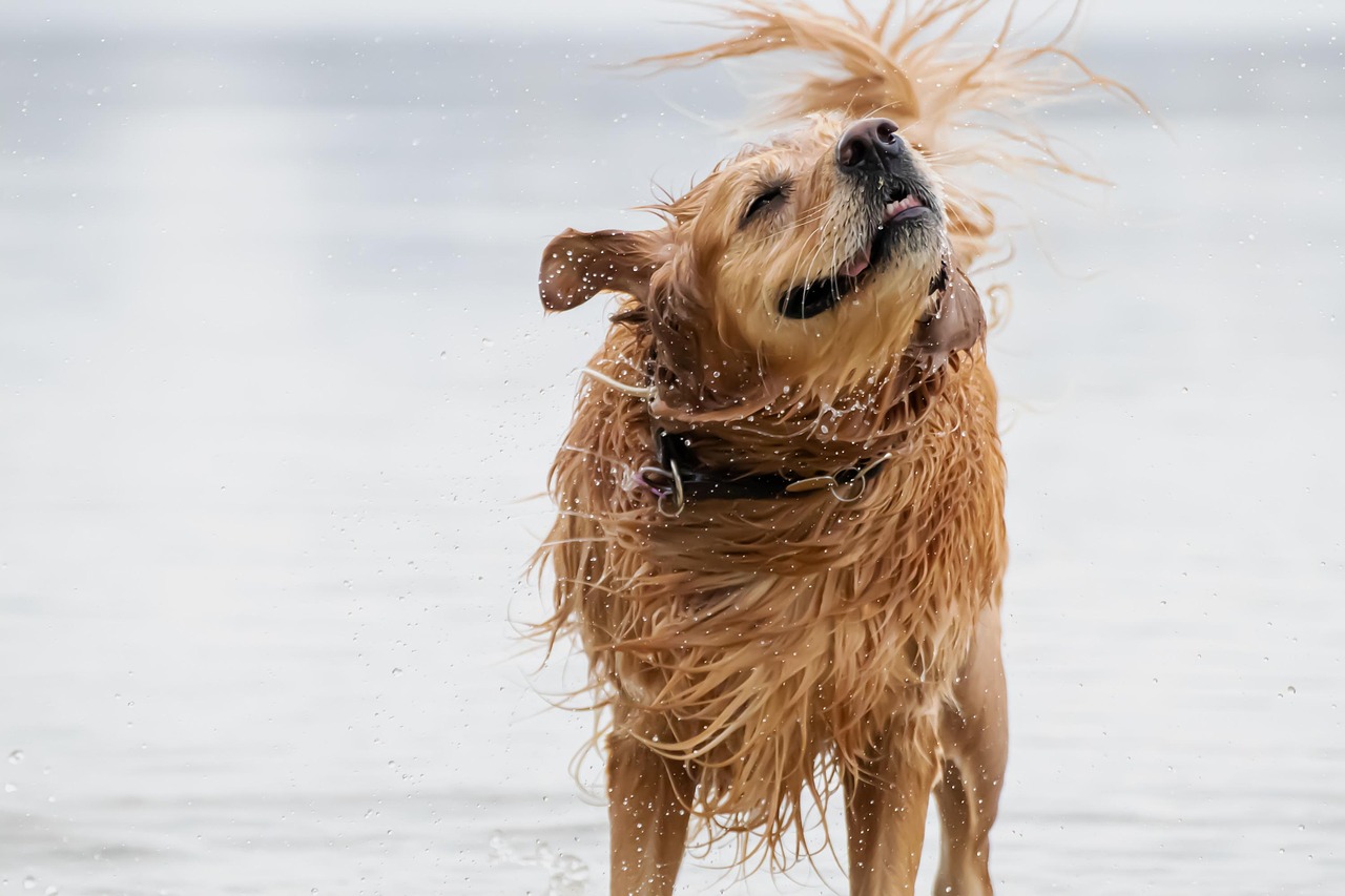 dog-7719758_1280