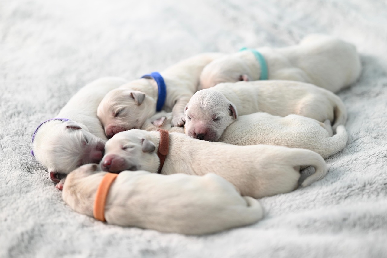 dogs-8635461_1280
