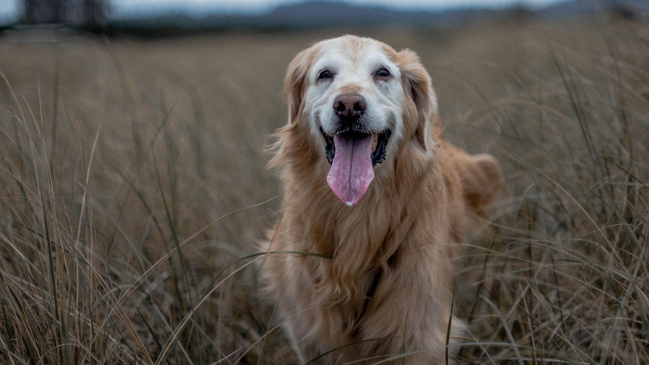 golden-retriever-2550636_1280