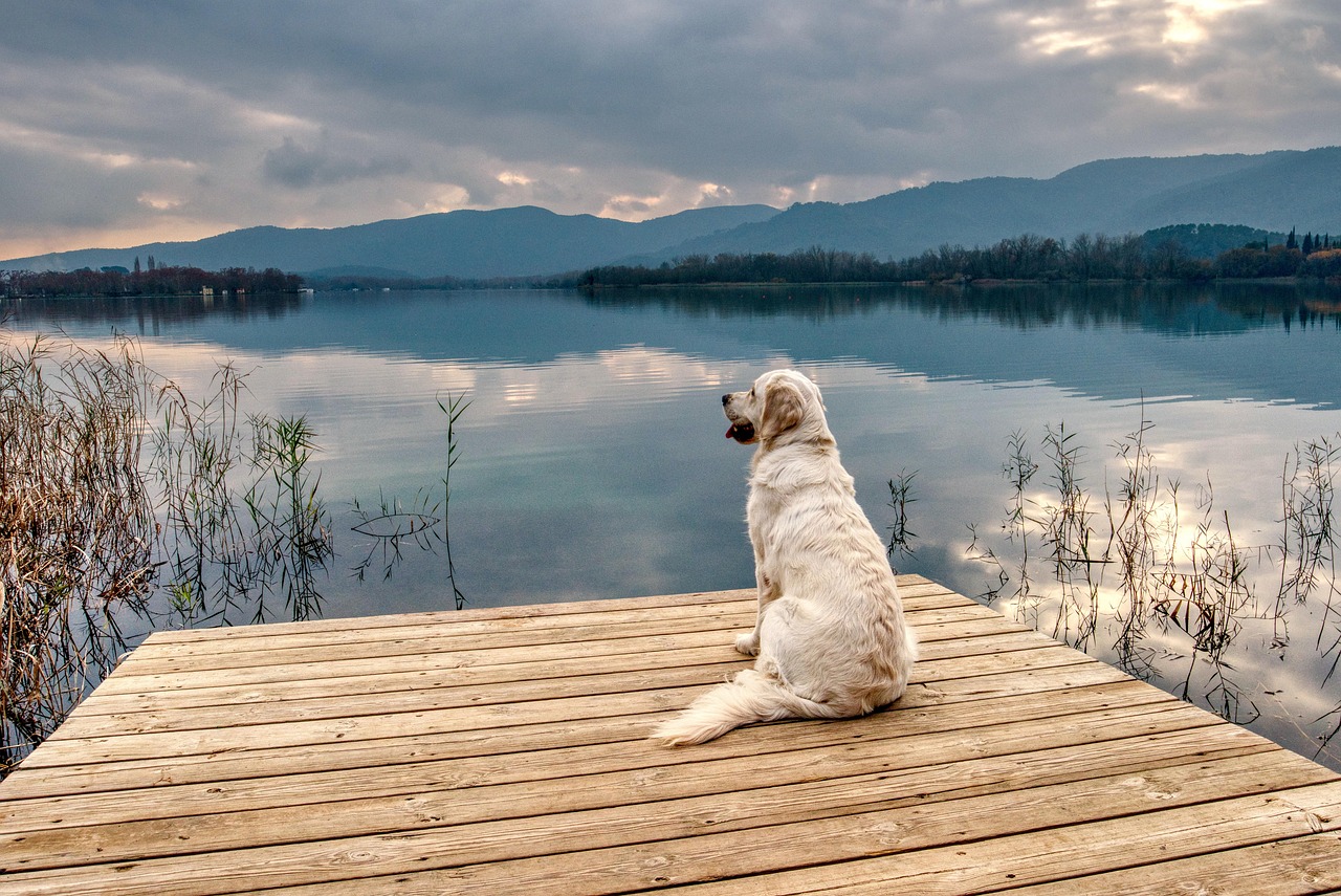 golden-retriever-5470789_1280