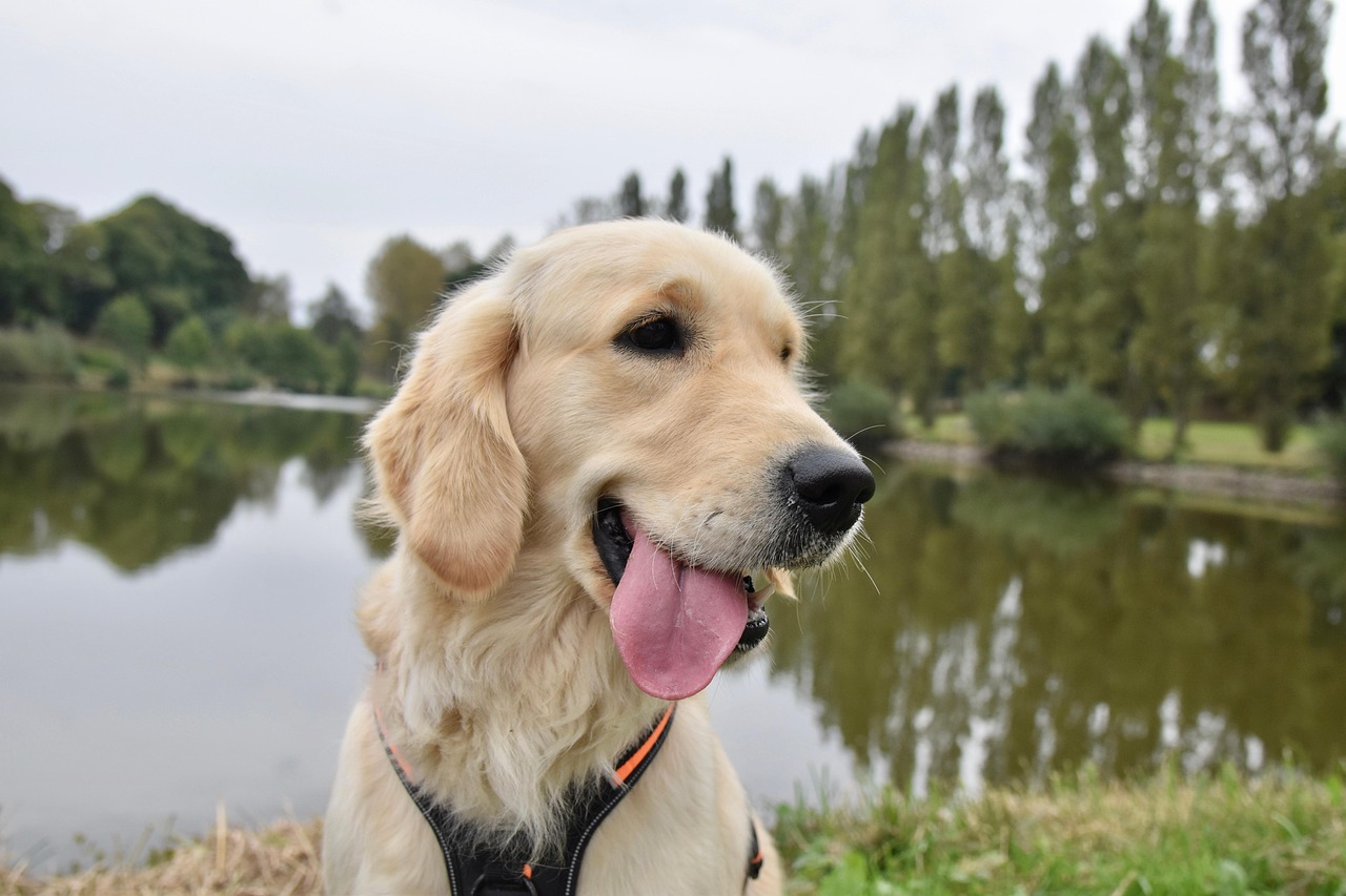 golden-retriever-7580233_1280