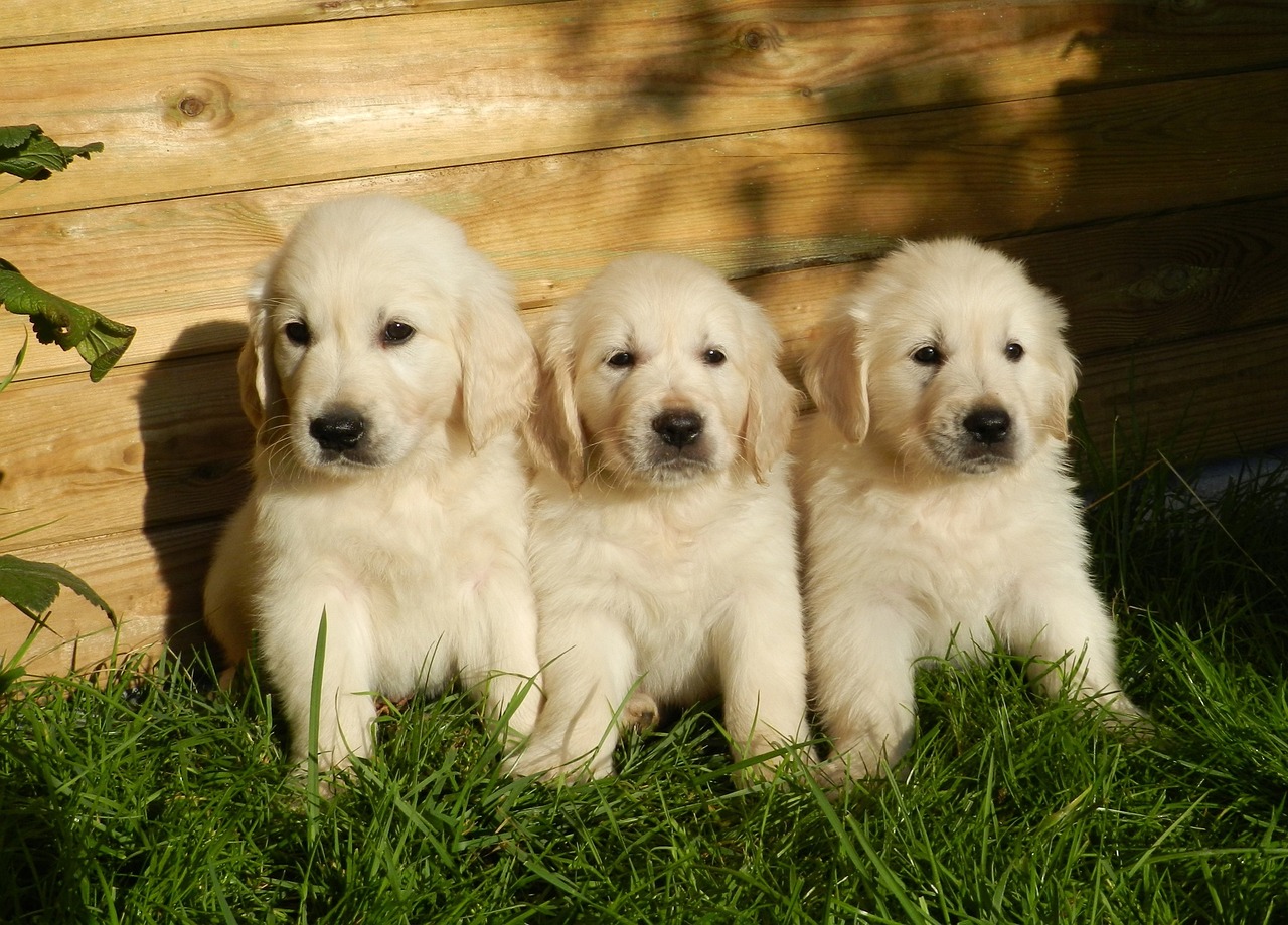 puppies-2243686_1280